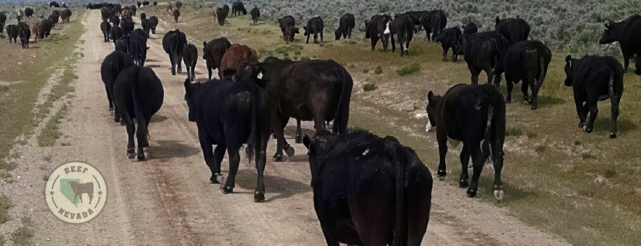 Beef-Nevada Cattle