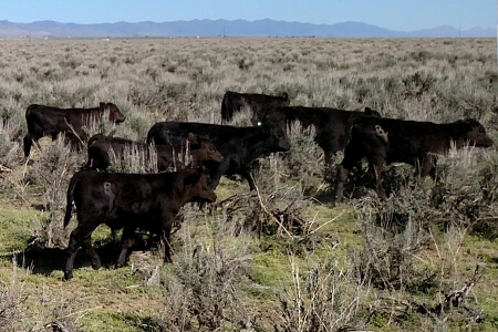 Savory pasture‑grazed beef — cattle grazing mixed grasses and sage for full flavor