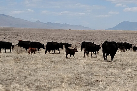 Healthy pasture‑raised beef — higher Omega‑3 and CLA, sustainable forage‑based ranching